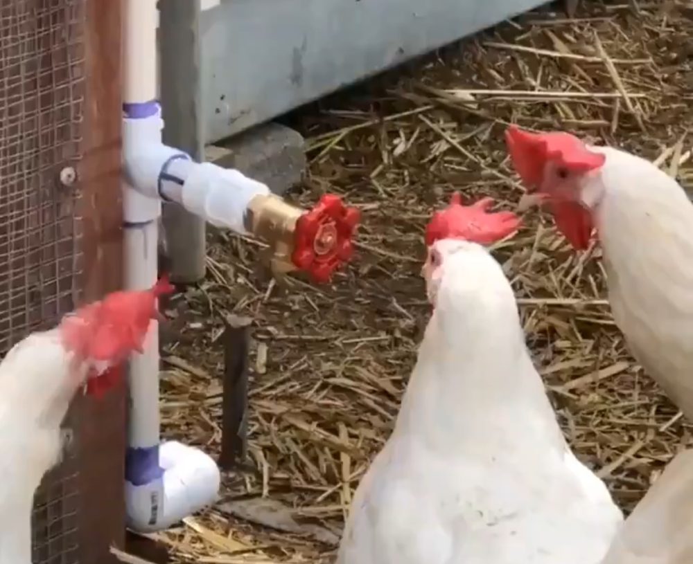 El pollo nuevo es muy introvertido...