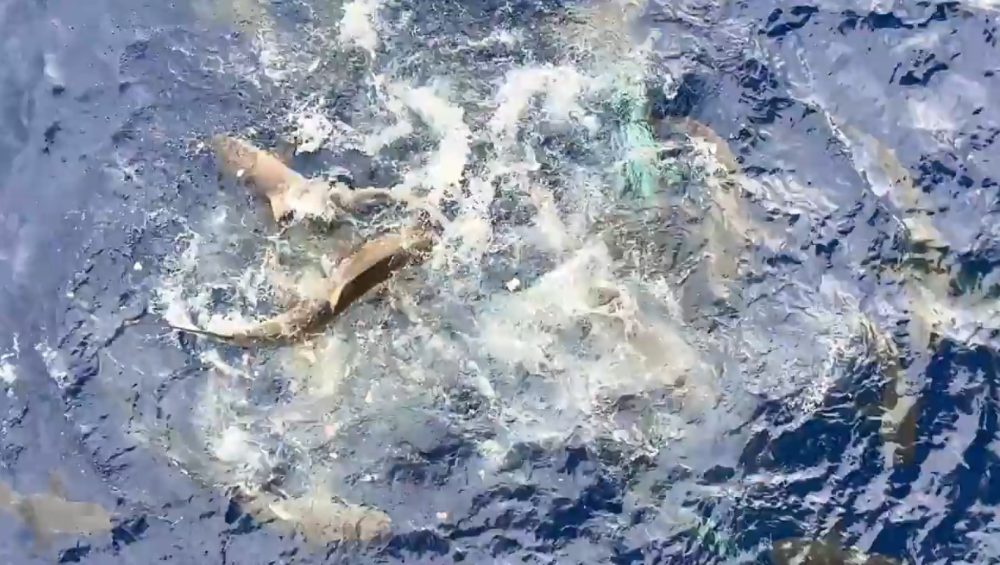 ¿Por cuánto dinero te darías un bañito en esas aguas infestadas de tiburones?