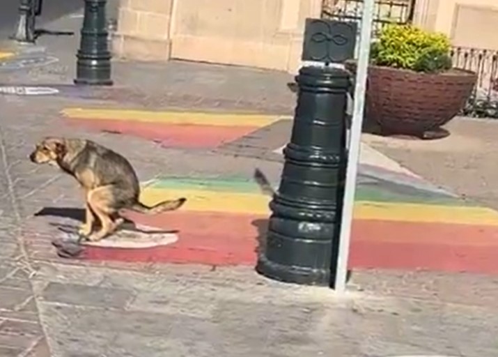 Firulais vota a la extrema derecha.