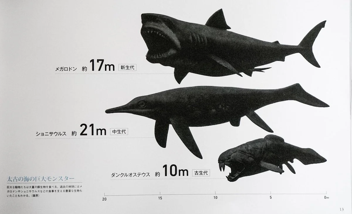 Con 30 metros y 180 toneladas, la ballena azul ha sido el animal más grande de todos los tiempos... Hasta ahora.