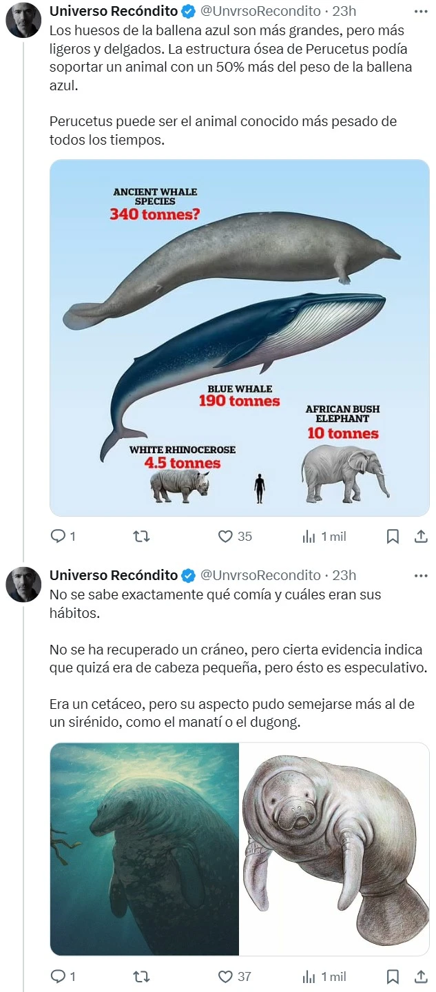 Con 30 metros y 180 toneladas, la ballena azul ha sido el animal más grande de todos los tiempos... Hasta ahora.