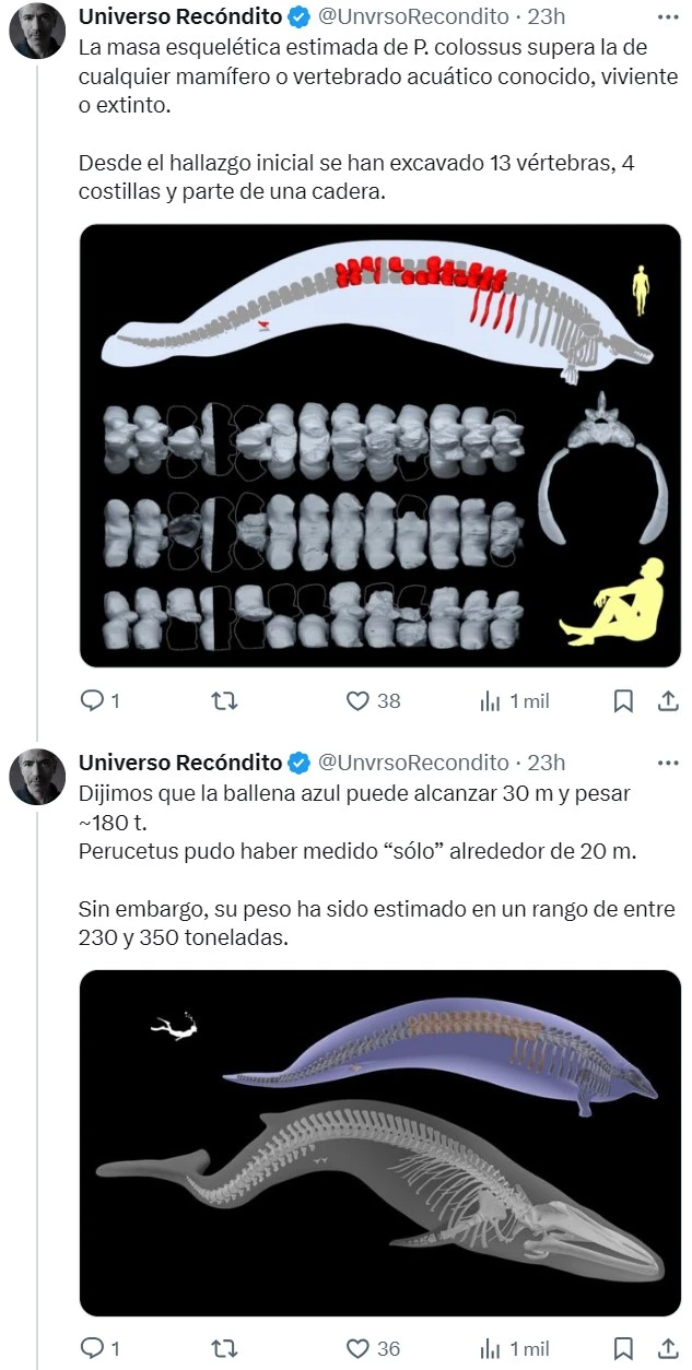 Con 30 metros y 180 toneladas, la ballena azul ha sido el animal más grande de todos los tiempos... Hasta ahora.