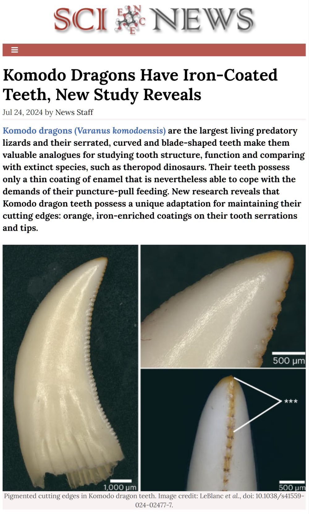 Un nuevo estudio revela que los dragones de Komodo tienen dientes recubiertos de hierro