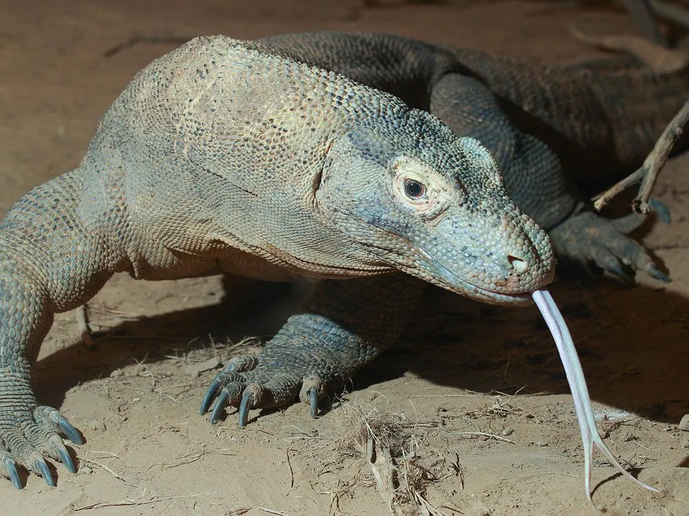 Un nuevo estudio revela que los dragones de Komodo tienen dientes recubiertos de hierro