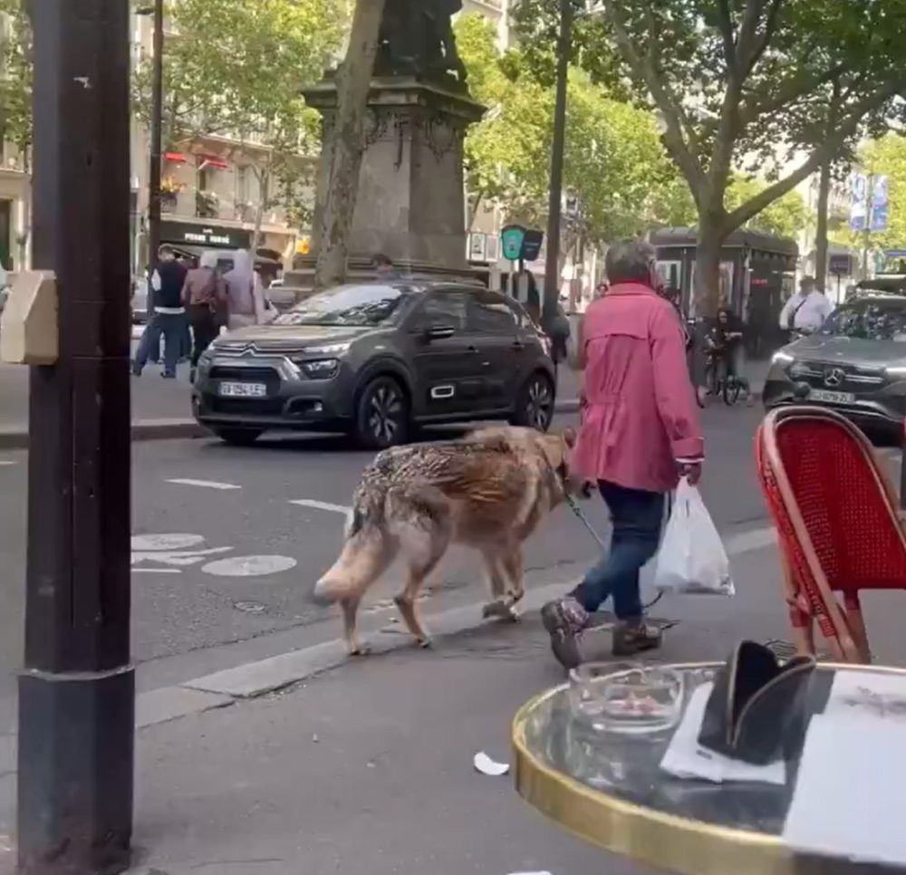 La señora que se hizo viral por "pasear un lobo" por las calles de París en realidad estaba paseando a un perro lobo checoslovaco.
