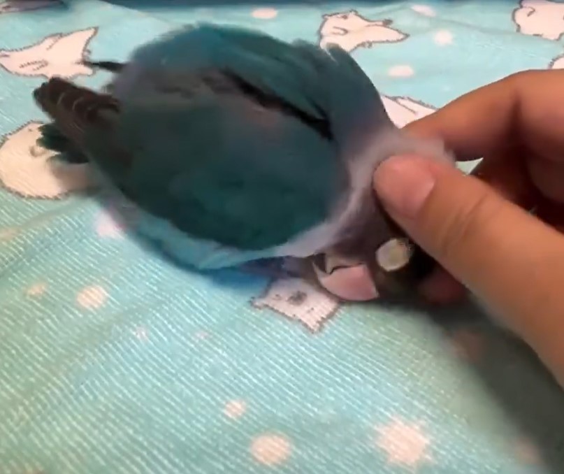 Celos pato-lógicos.