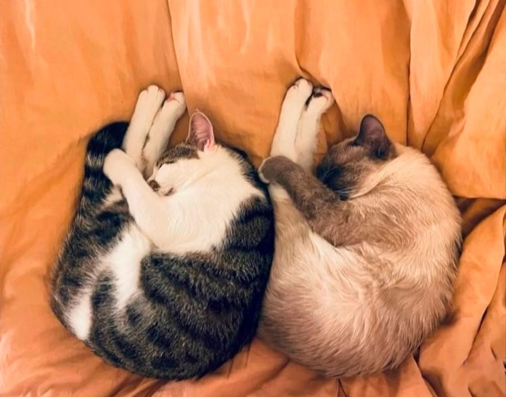 Felicidades para los medallistas olímpicos de dormisión sincronizada.