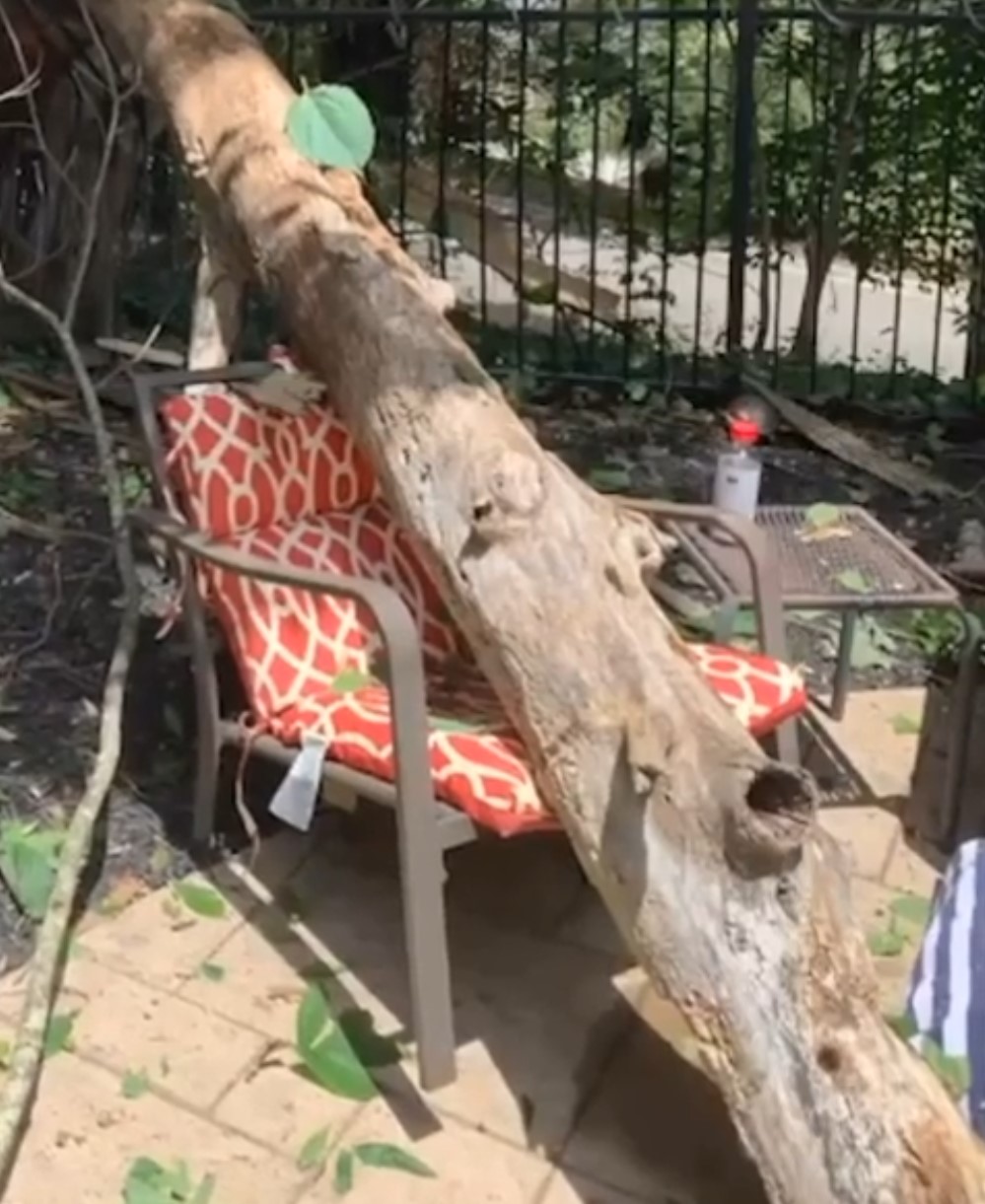 Una mujer se libra por los pelos de ser aplastada por un árbol.