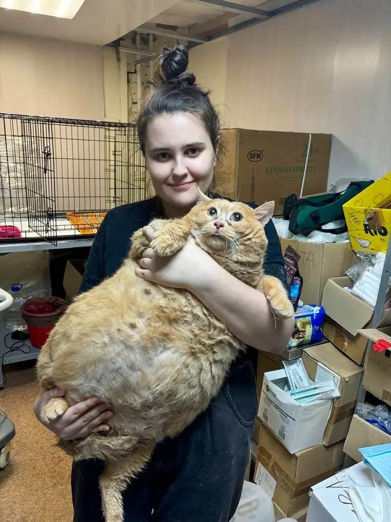 En Rusia rescataron a un gato de 17 kilos que vivía en el sótano de un hospital a base de galletitas y sopa.