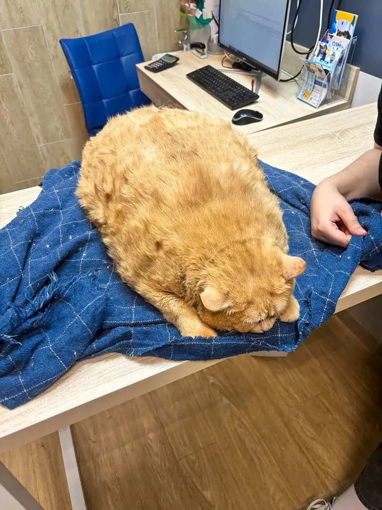 En Rusia rescataron a un gato de 17 kilos que vivía en el sótano de un hospital a base de galletitas y sopa.