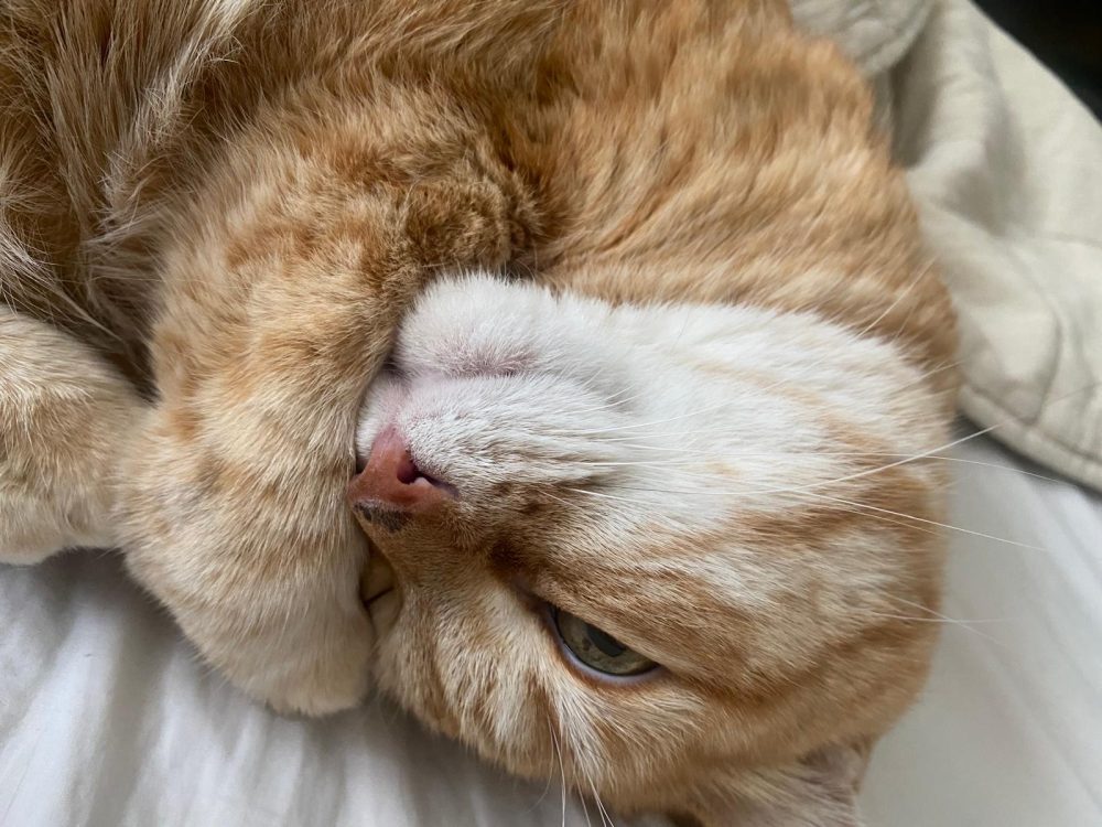 En Rusia rescataron a un gato de 17 kilos que vivía en el sótano de un hospital a base de galletitas y sopa.