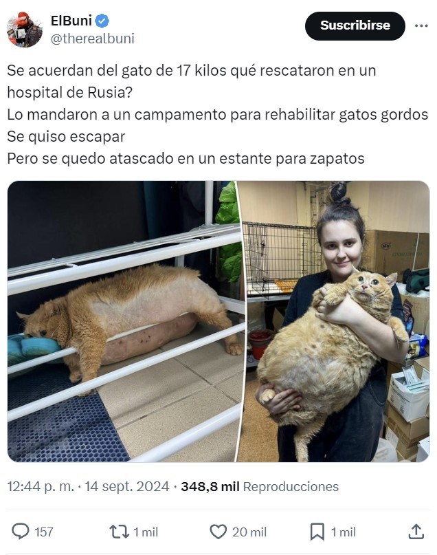 El gato naranja megaobeso que encontraron en un hospital intentó escapar de su campamento de adelgazamiento, pero no lo consiguió.
