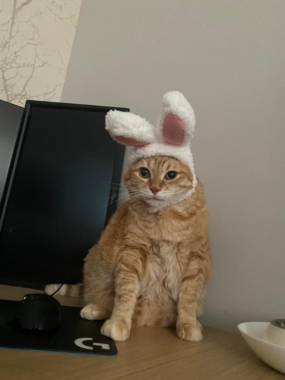 En Rusia rescataron a un gato de 17 kilos que vivía en el sótano de un hospital a base de galletitas y sopa.