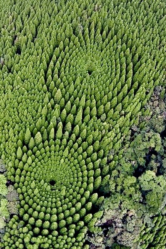 "Silvicultura experimental" en Japón para medir el efecto de la densidad de árboles en el crecimiento