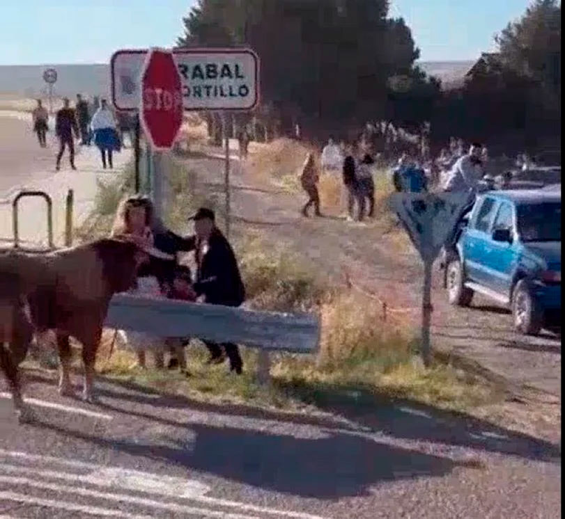 Momento de tensión en el encierro de Arrabal de Portillo, un toro se acerca peligrosamente a una familia