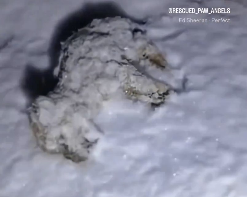 Rescata un perro moribundo y resulta ser un lobo.