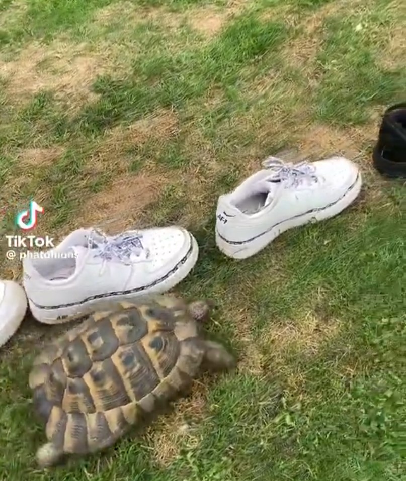 ¿Sabías que las tortugas son MUY racіstas?