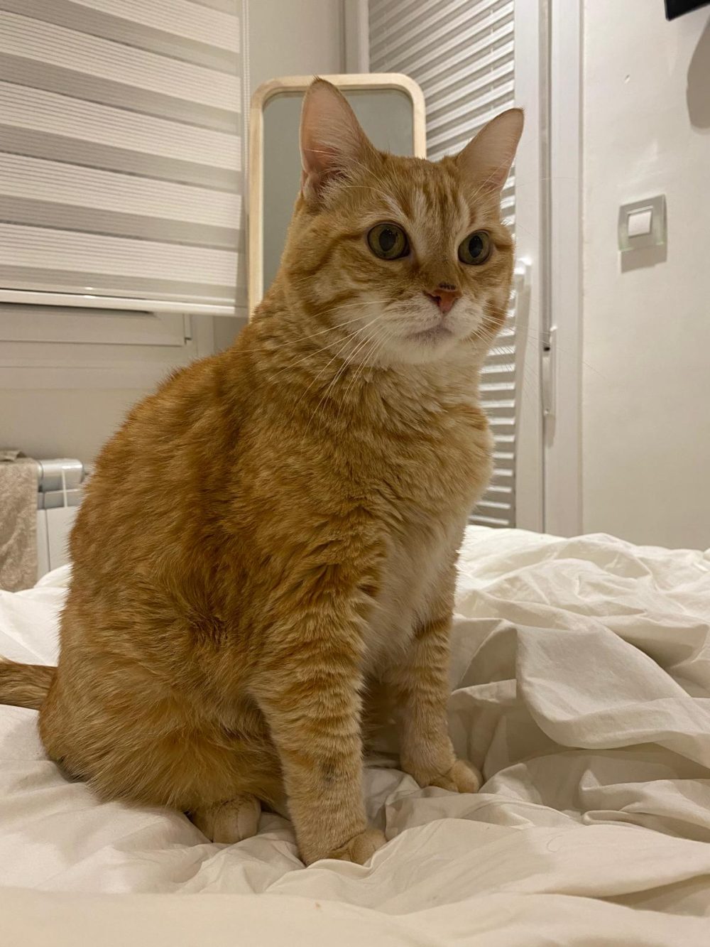 En Rusia rescataron a un gato de 17 kilos que vivía en el sótano de un hospital a base de galletitas y sopa.