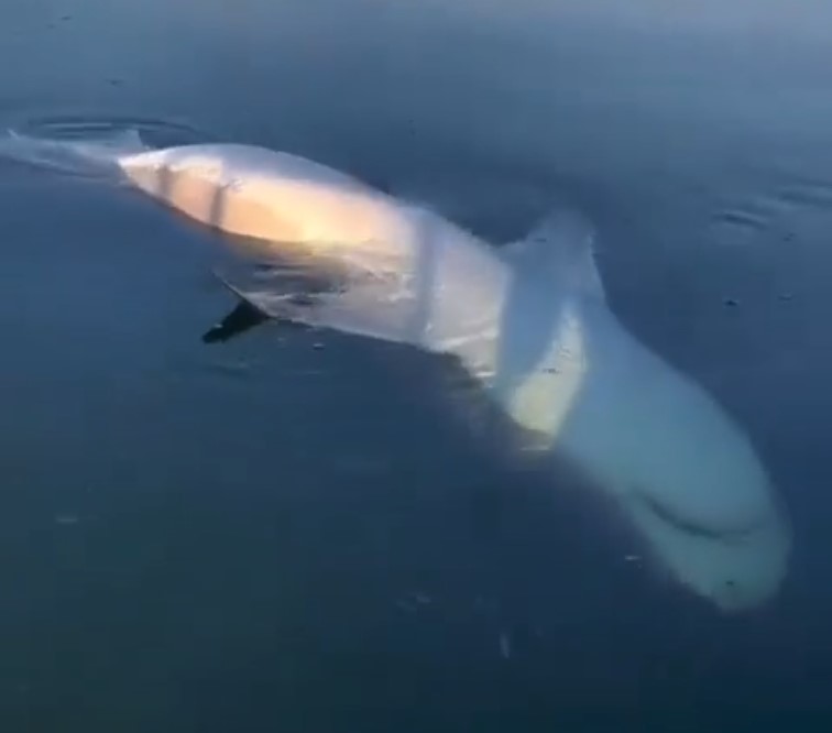 Avistan un tiburón andaluz a las 3 de la tarde.