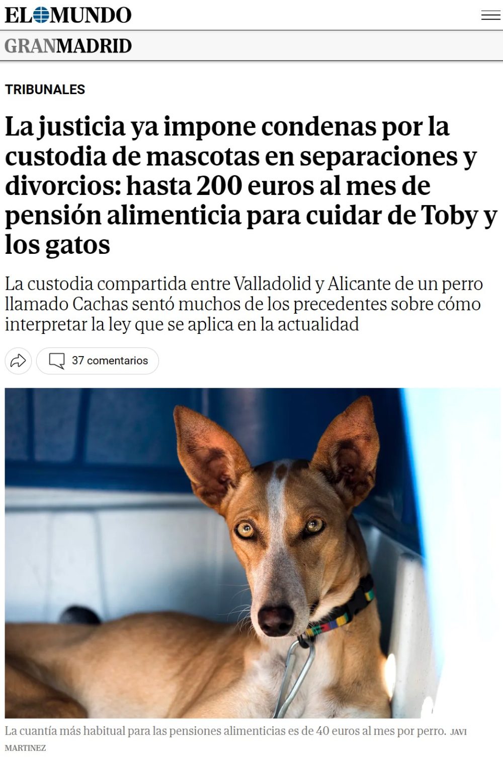 Llegan las custodias mascotiles.