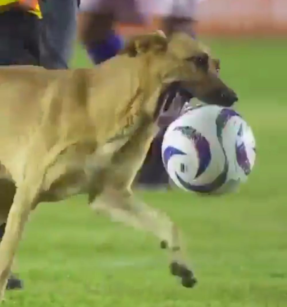 Ni Messi regateó nunca a tanta gente como este perro.