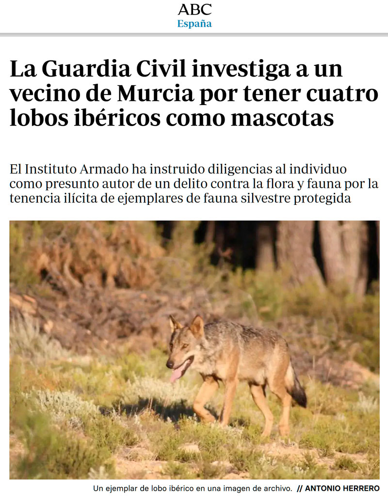 Investigan a un murciano por tener 4 lobos ibéricos como mascotas.