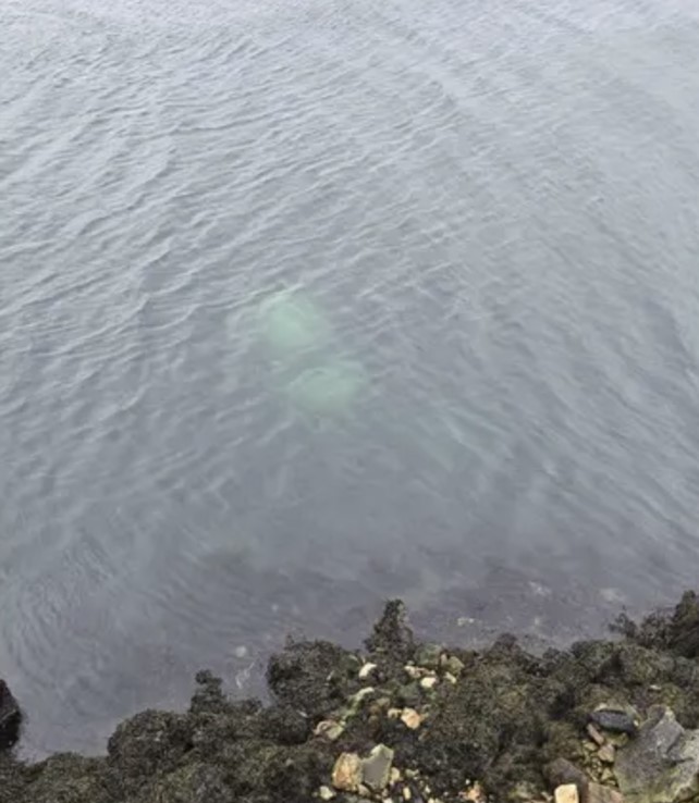 Un taxista de Ferrol sale disparado de un puente y cae al mar con su coche eléctrico.
