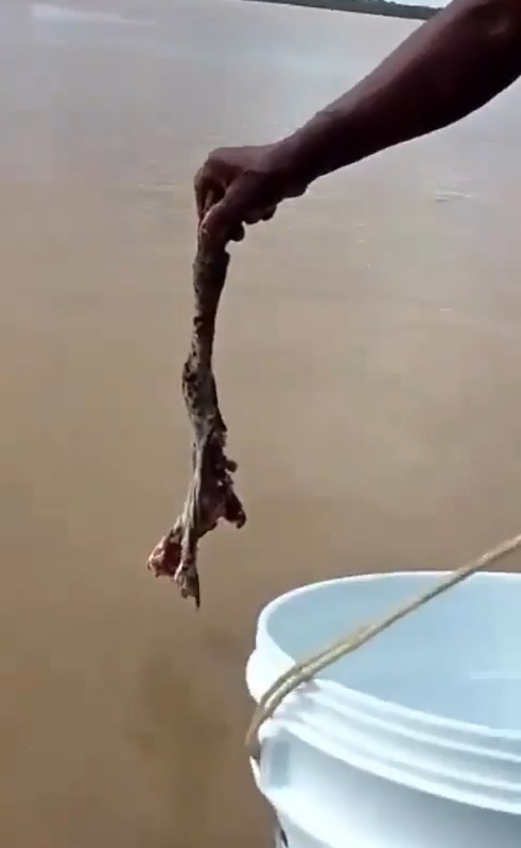 Así de fácil es pescar pirañas.
