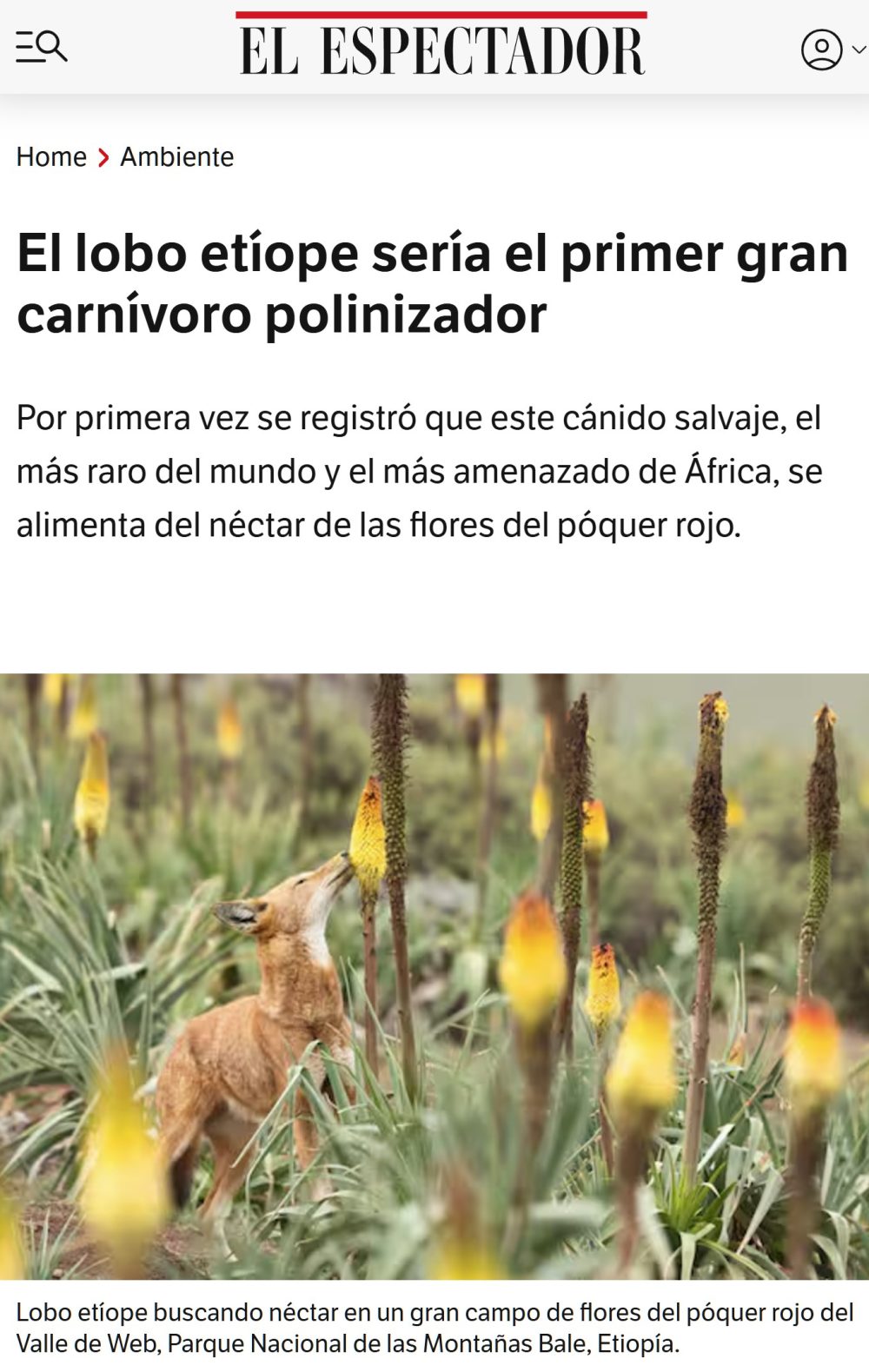 El lobo etíope sería el primer gran carnívoro polinizador.