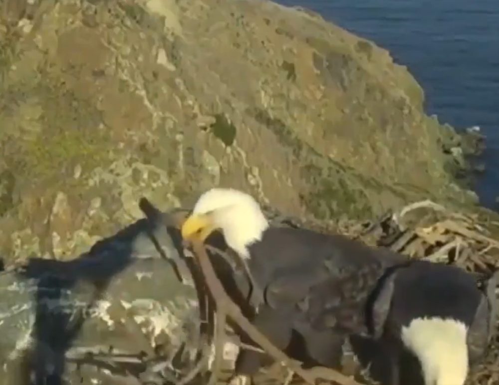 Una pareja de águilas parece no estar muy de acuerdo en cómo organizar el nido.