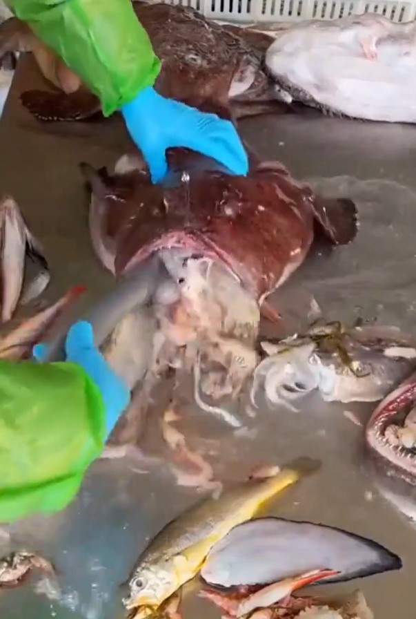 El pez sindicalista.