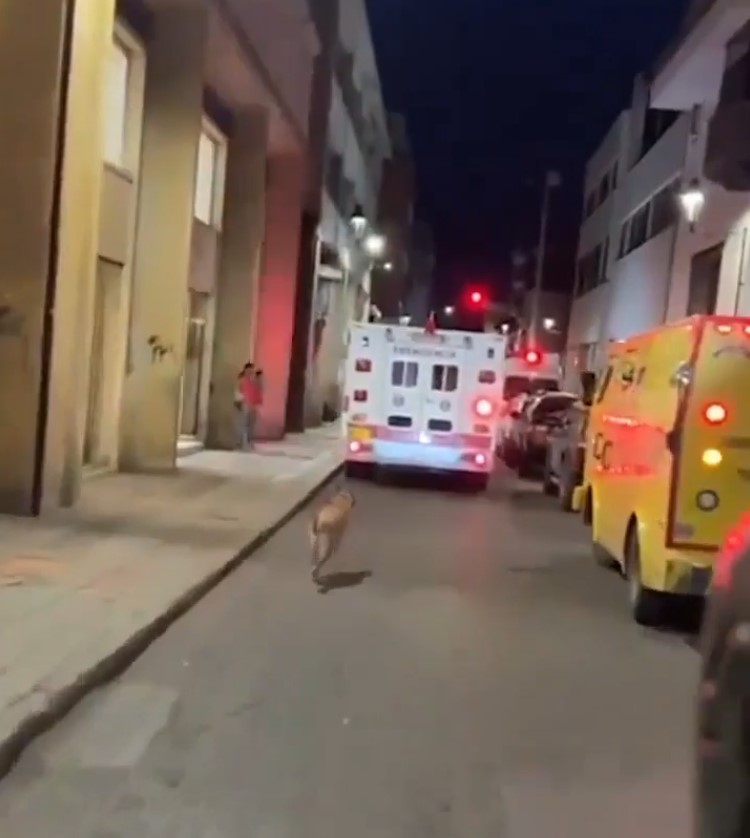 Un perro corría detrás de la ambulancia que llevaba a su humano. Cuando los paramédicos se dieron cuenta, lo dejaron entrar.