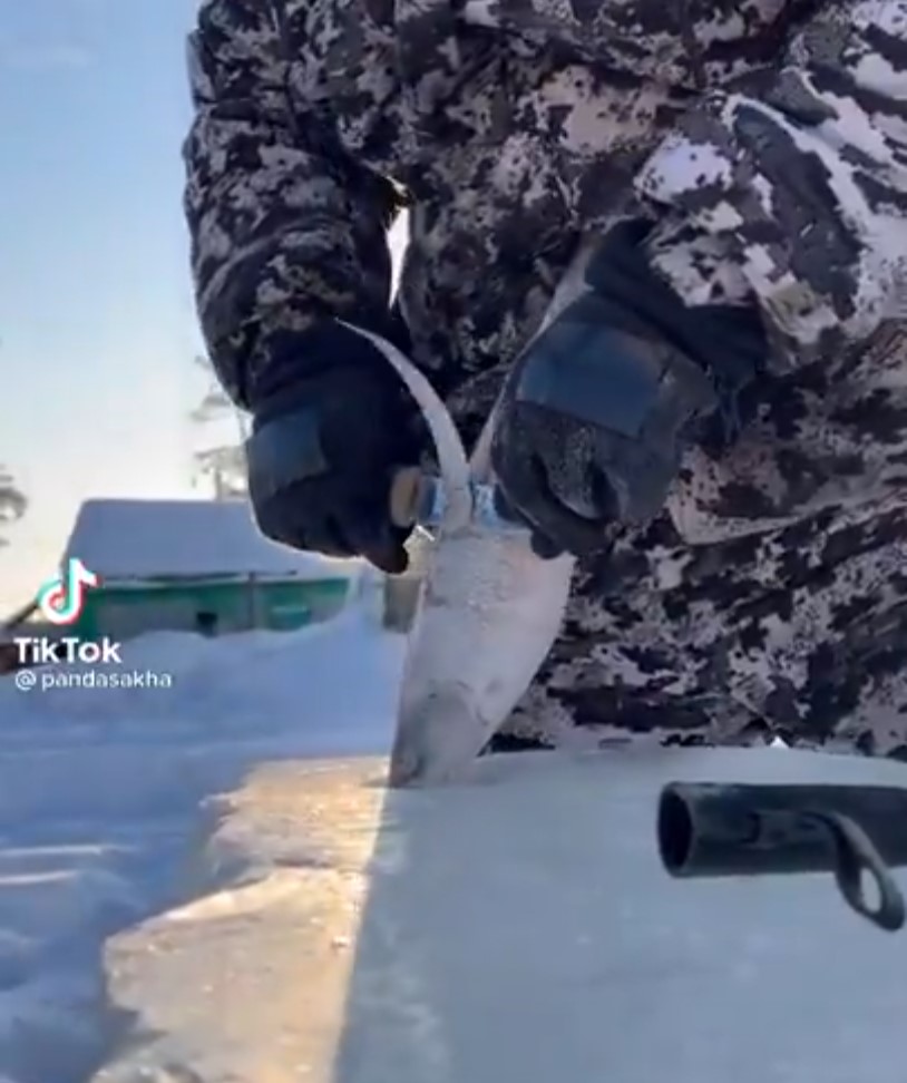 La estroganina es un plato de los indígenas del norte de la Siberia ártica que consiste en pescado congelado crudo, fino y cortado en lonchas largas