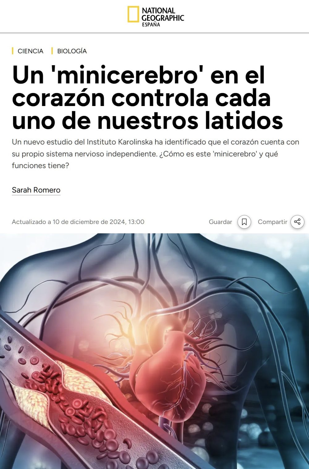 Hay un minicerebro dentro de nuestro corazón.