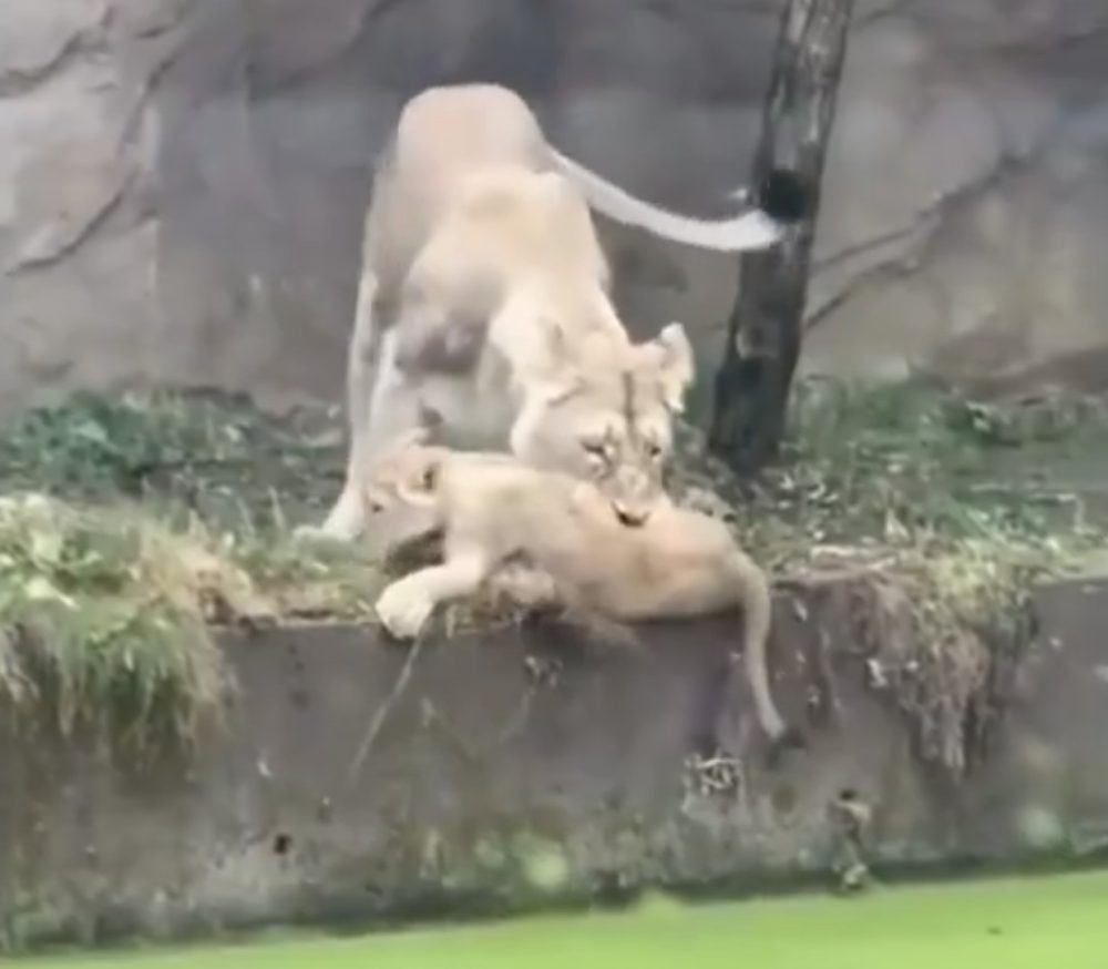 La angustia de la pobre leona al darse cuenta de que eso en realidad era agua… :3