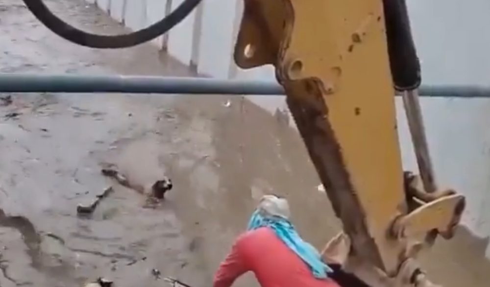 Un grupo de buenas personas intentan salvar a un perro que estaba siendo arrastrado por la corriente.