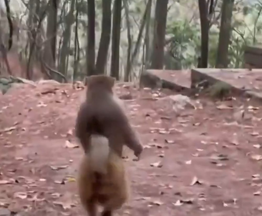 Un mono aprende a andar como un humano tras perder parte de las patas delanteras.