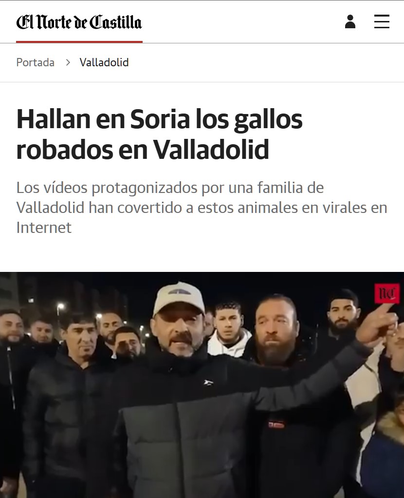 Han encontrado en Soria los gallos de los yitans de Valladolid.