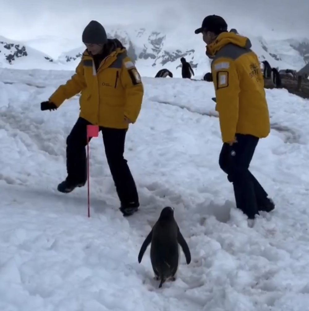 Un pingüino espera amablemente a que dos humanos se aparten para continuar con su paseo.