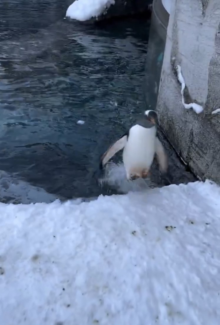 Así es como un pingüino sale y entra al agua…