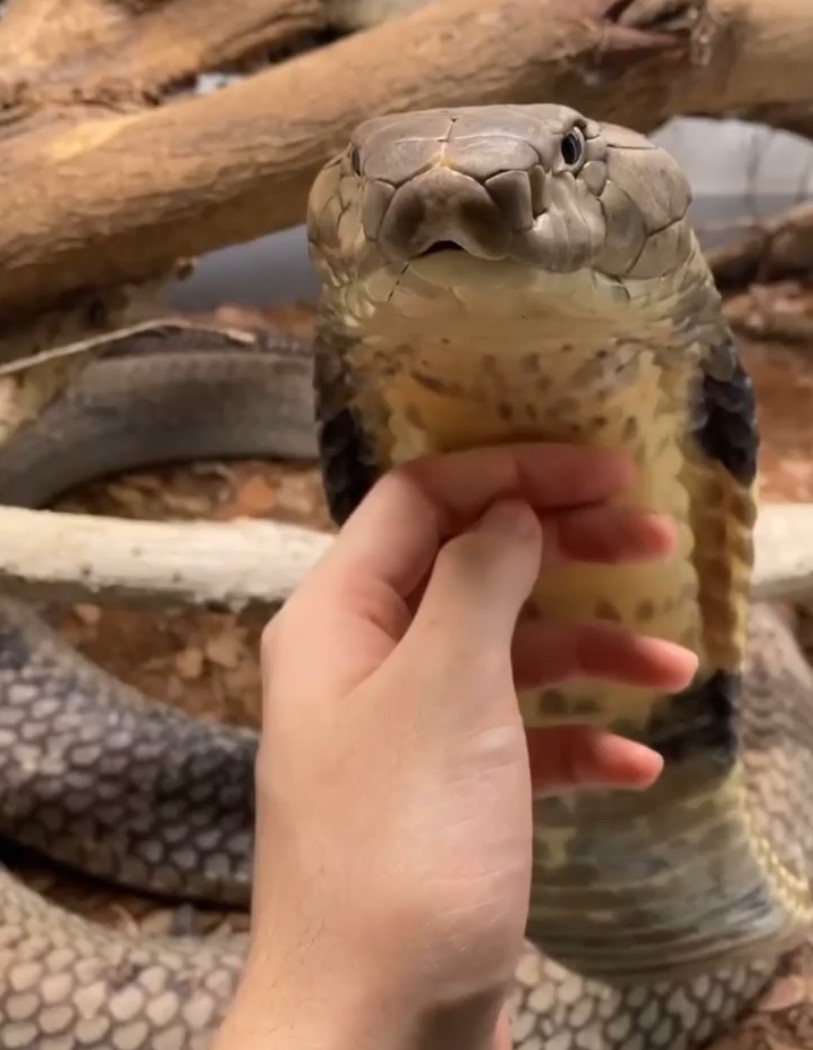 ¿Sabías que las King Cobra son ENORMES, MUY VENENOSAS, y... pueden llegar a ser sorprendentemente amigables?