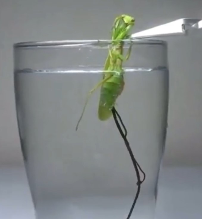 Sumergen una mantis religiosa en agua para invitar al parásito que vive ...