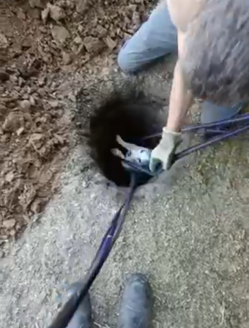 Complicado rescate de un perro antipático que cayó en un agujero.