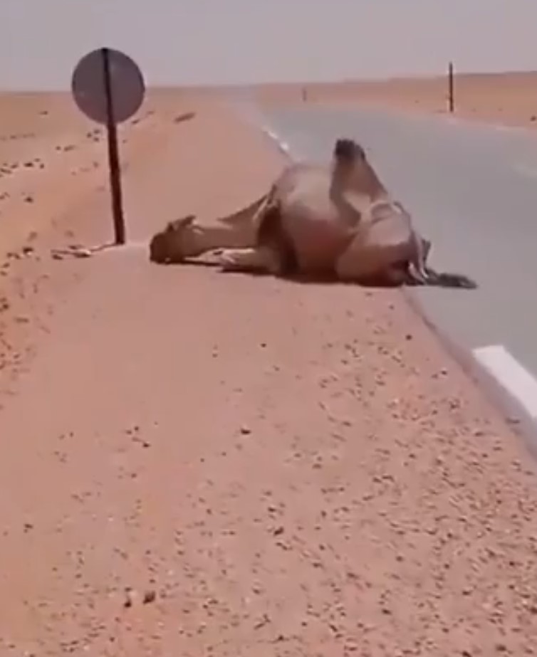 Un conductor de camión proporciona agua a un camello sediento en medio del desierto.