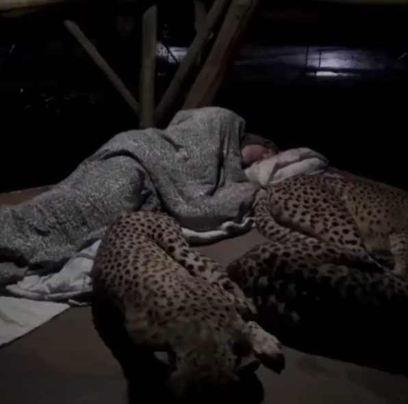 Una familia de guepardos duerme con el guardabosques todas las noches. Esto es lo que grabó la cámara.