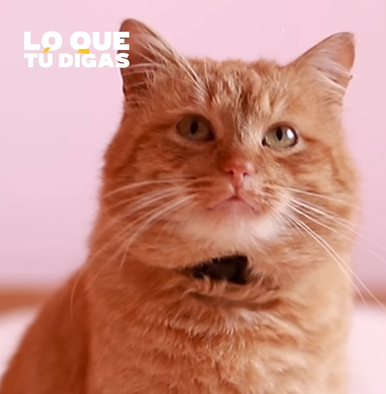 «El mayor maestro que he tenido fue mi gato»