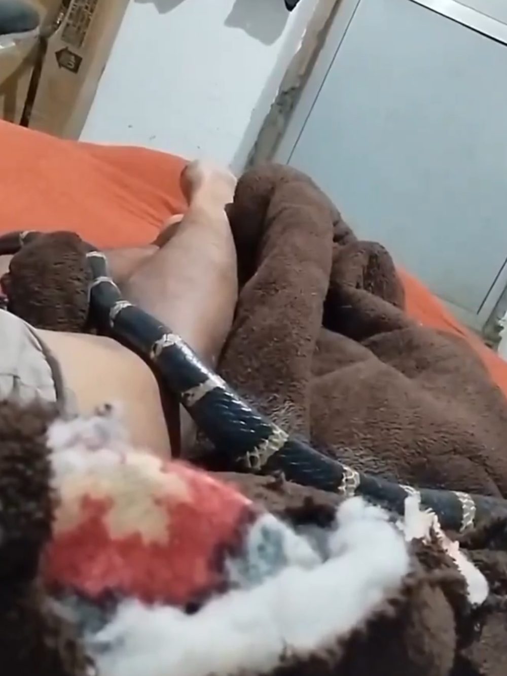 Una King Cobra se cuela silenciosamente en una casa en Uttarakhand, India.