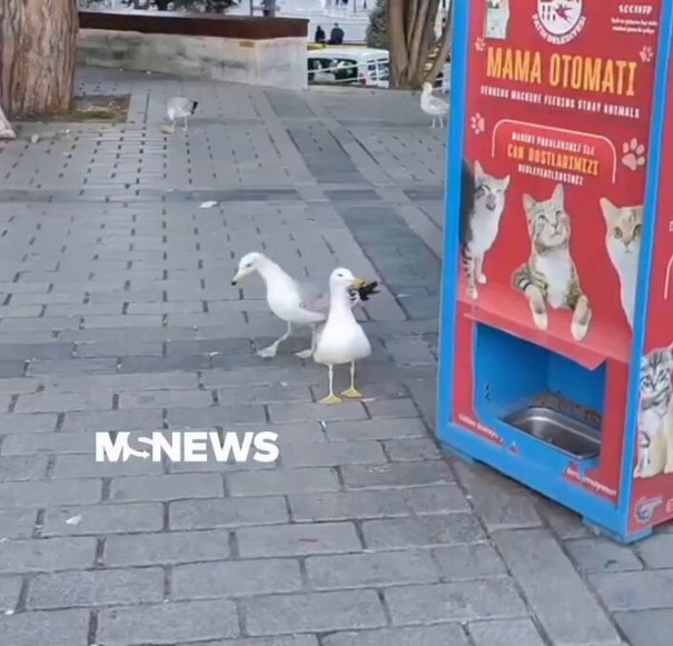 En Turquía pusieron maquinas para alimentar a los gatos de la calle y… hay gaviotas que aprendieron a maullar.