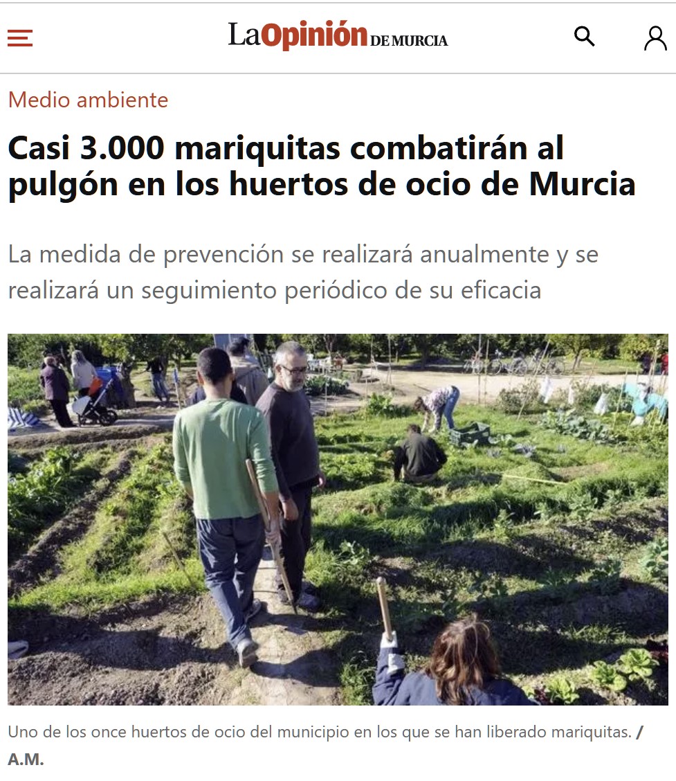 Un ejército de mariquitas lucharán contra el pulgón en Murcia.