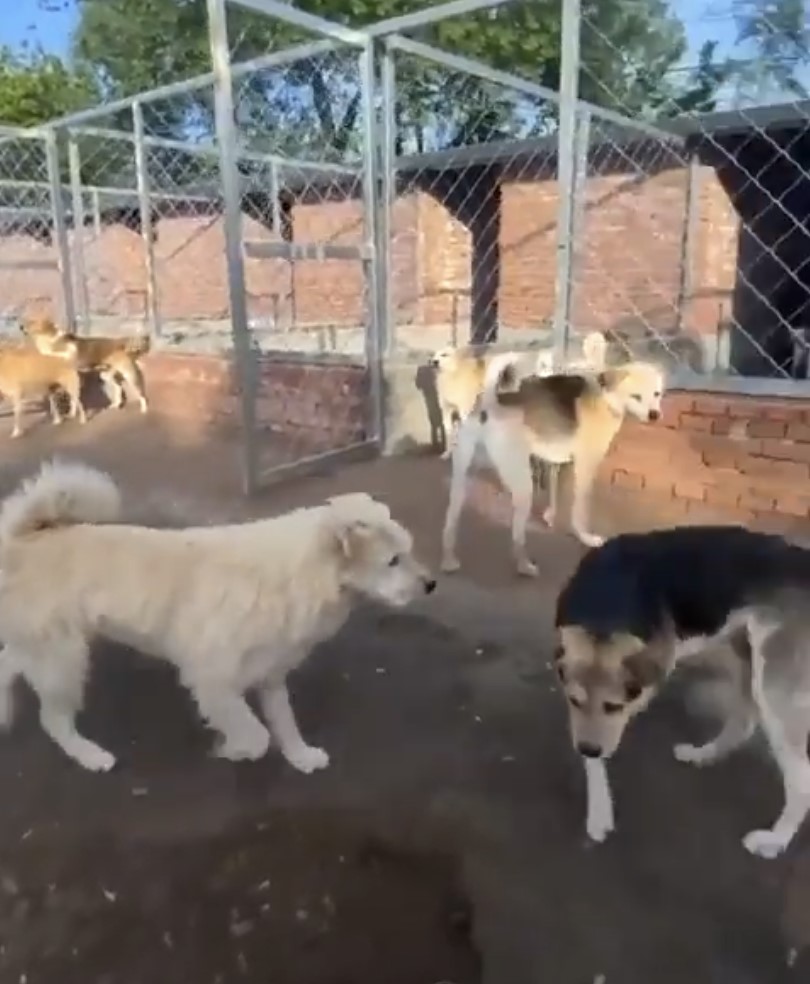Un verdadero macho alfa no necesita ladrar.